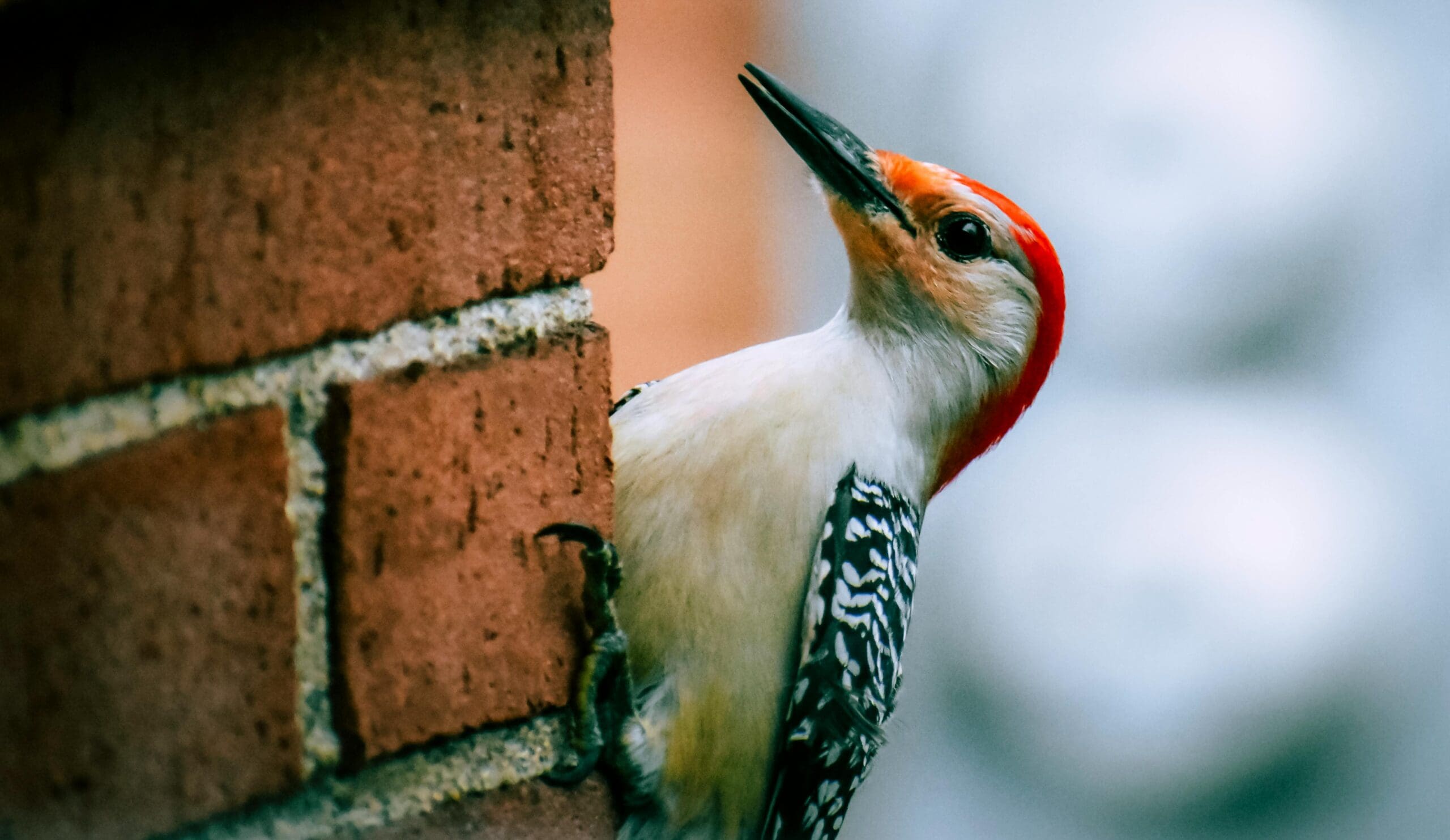 A close-up shot of a woodpecker with a red head, white front, and black and white patterned wings clinging to the side of a brick wall in Madison, WI. The background is blurred with a bokeh effect, highlighting the bird's detailed feathers amidst ongoing exterior renovations.